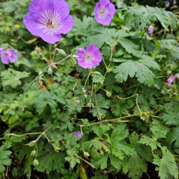 Geranium platypetalum Celota