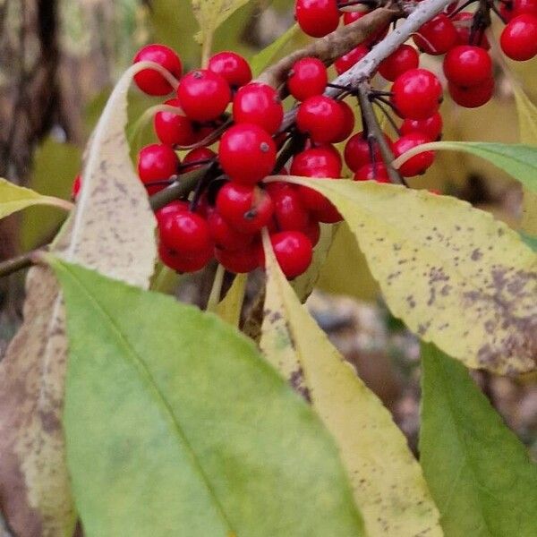 Ilex decidua Fruchs