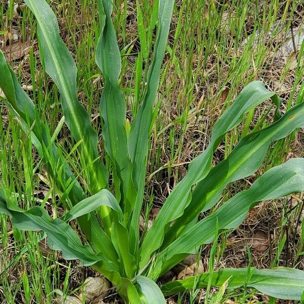 Chlorogalum pomeridianum Blad