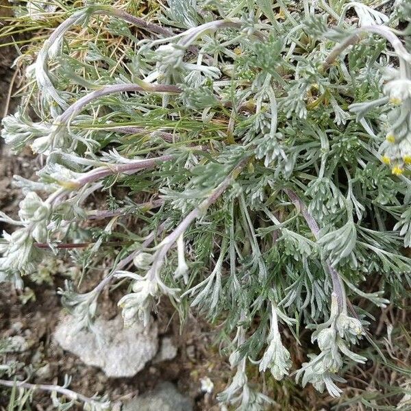 Artemisia genipi Fiore