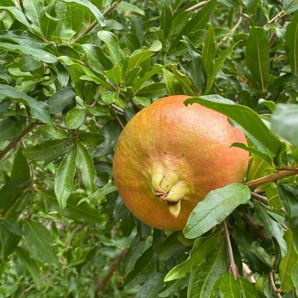 Punica granatum Fruit