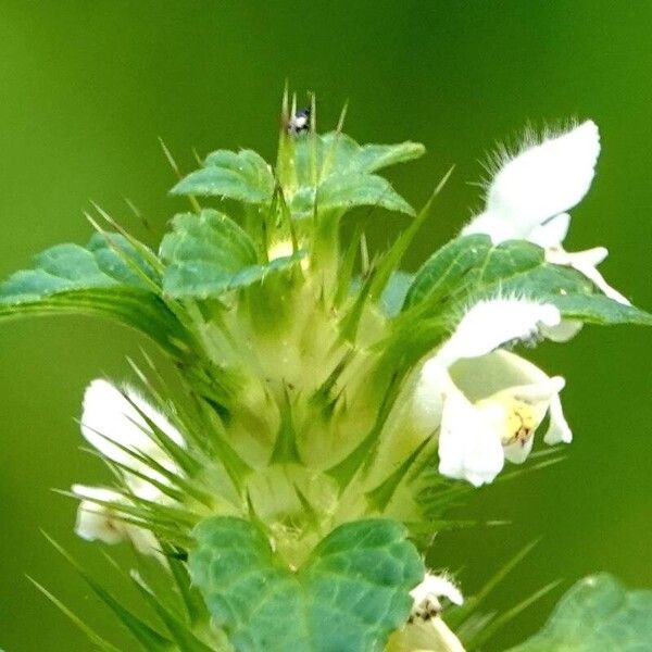 Galeopsis tetrahit Flower