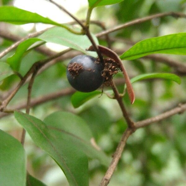 Myrciaria floribunda Фрукт