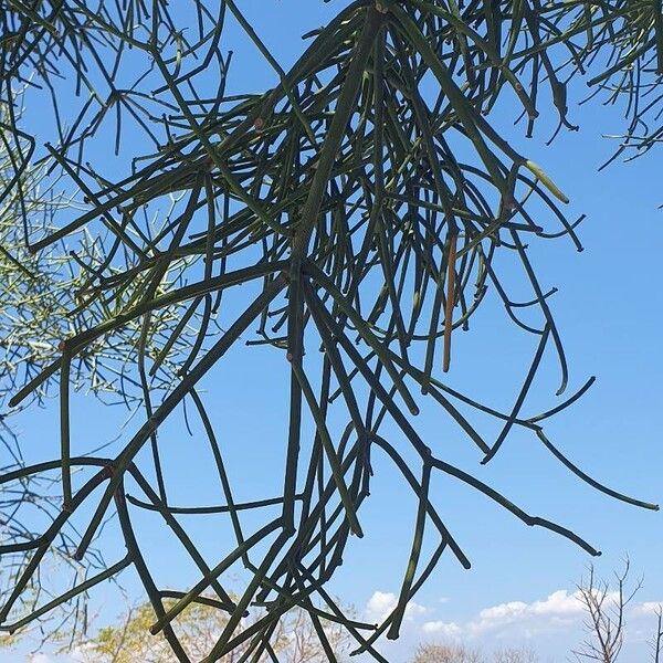 Euphorbia tirucalli Blad