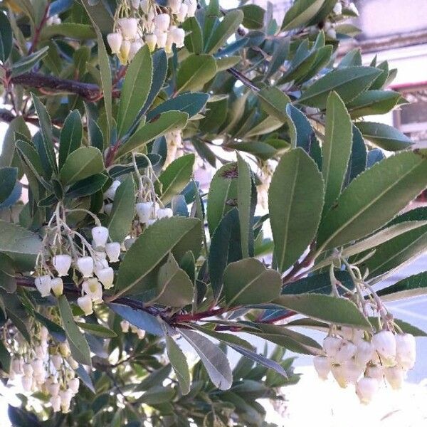 Arbutus unedo Blomst