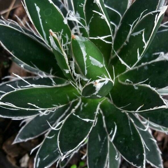 Agave toumeyana Leaf