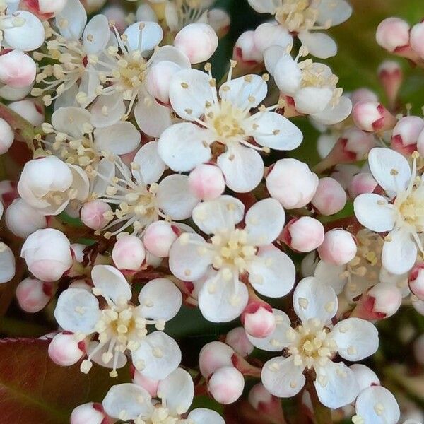 Photinia fraseri Bloem