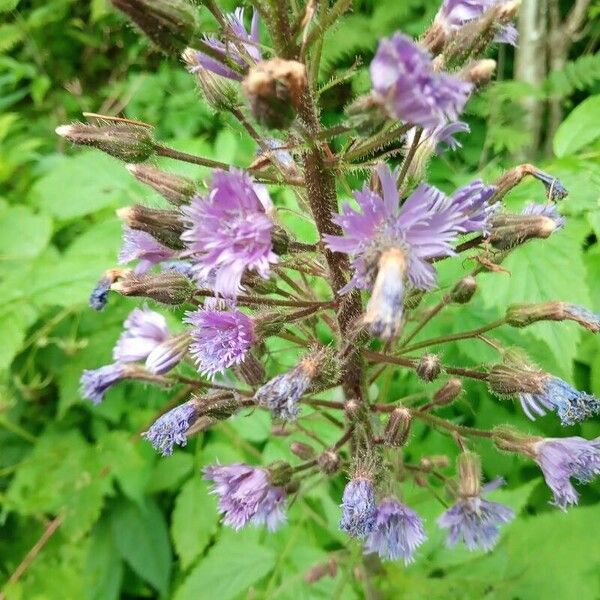 Lactuca alpina Flower