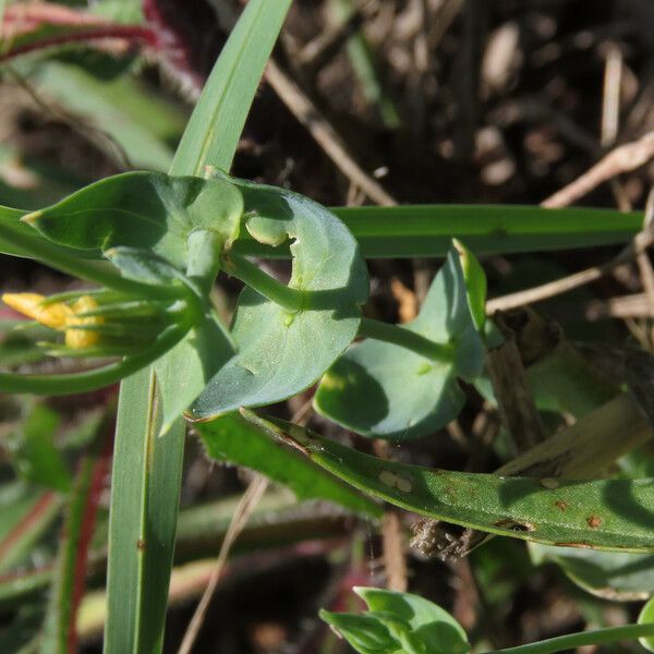 Blackstonia perfoliata Leht