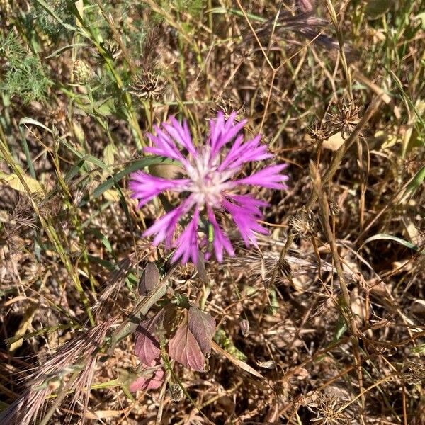 Centaurea napifolia Blomst