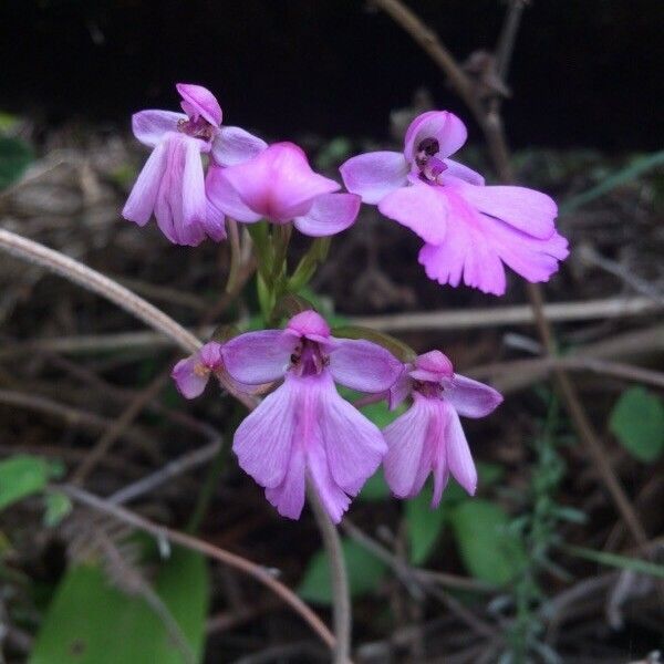 Cynorkis purpurascens Цветок