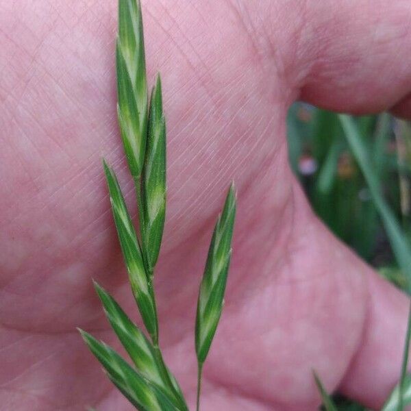 Bromus catharticus Fiore