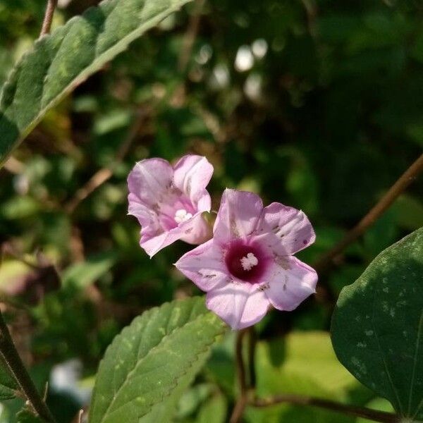 Ipomoea triloba Kwiat