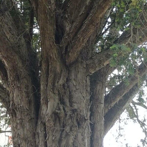 Taxus baccata Bark