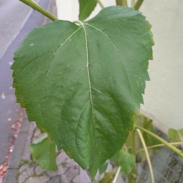 Helianthus annuus Leaf