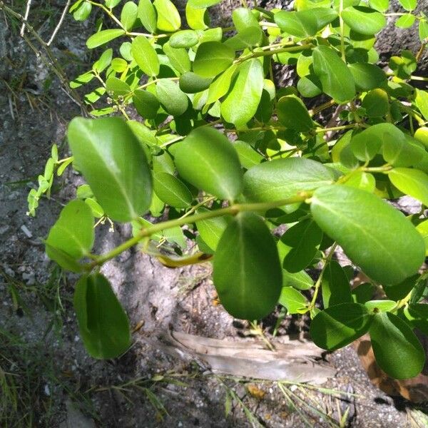 Euphorbia fosbergi Hoja