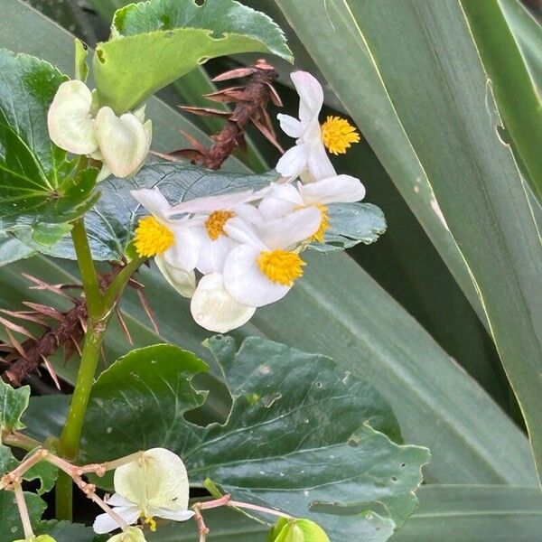 Begonia minor Цвят