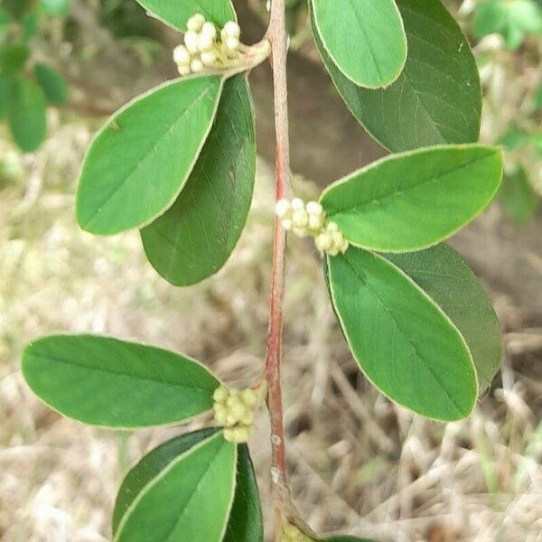 Cotoneaster pannosus Leaf