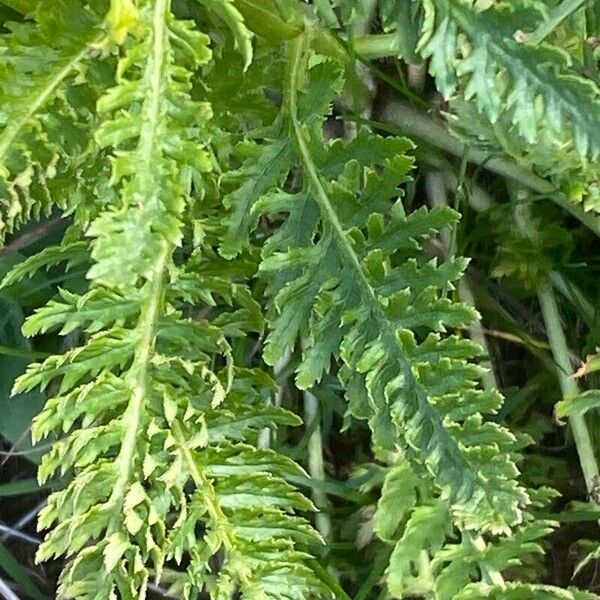 Pedicularis comosa Φύλλο