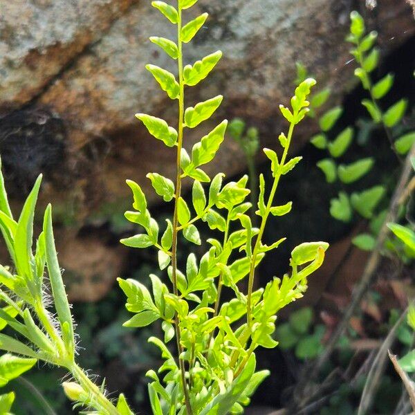 Hemionitis viridis Blatt