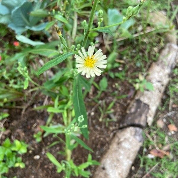 Lactuca indica Fleur