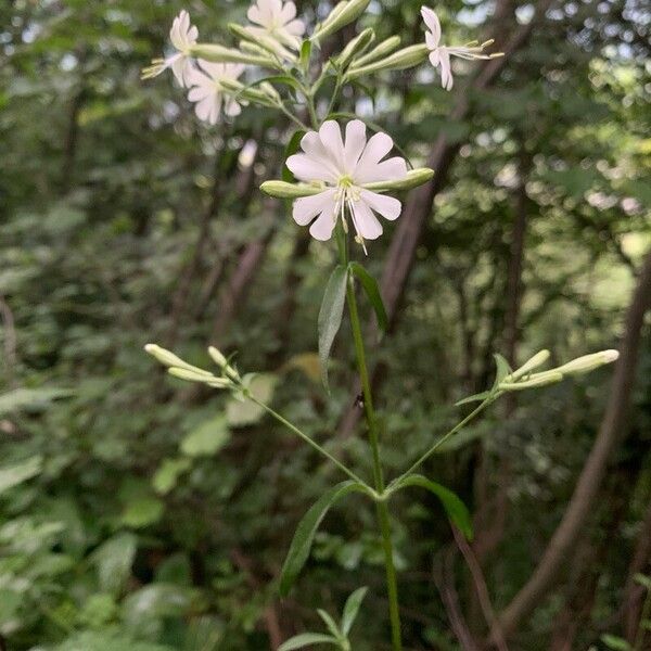 Silene nemoralis Floare