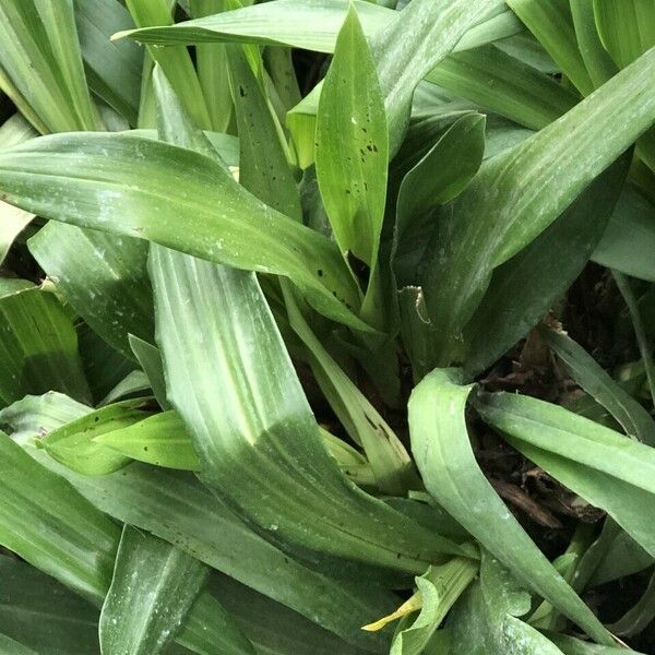 Zygopetalum maculatum List