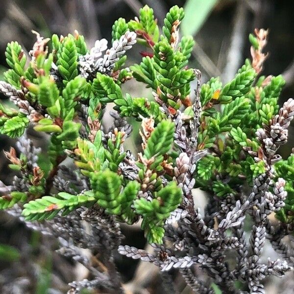 Calluna vulgaris ഇല