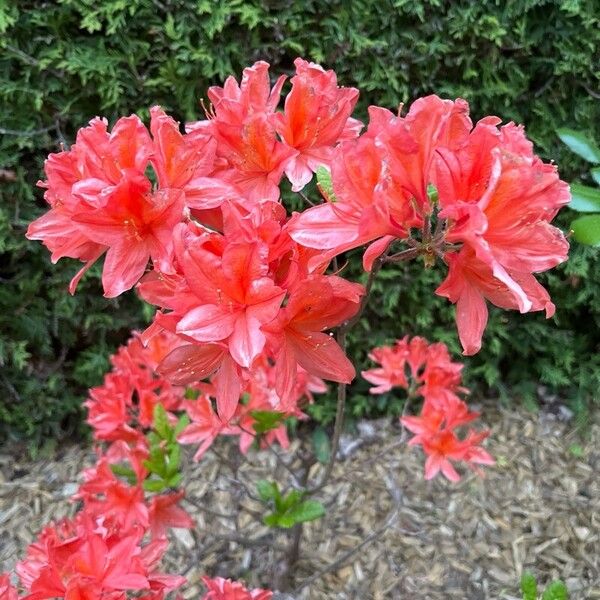 Rhododendron calendulaceum 花