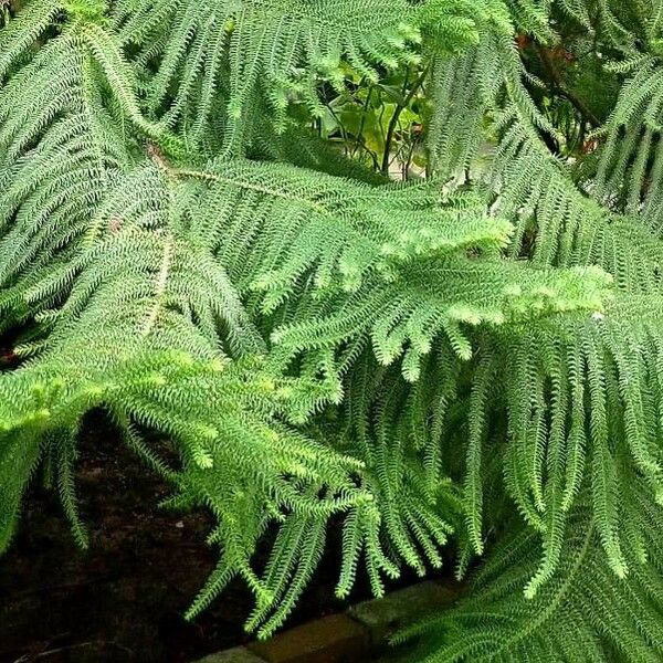 Araucaria heterophylla Foglia