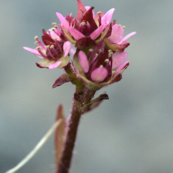 Micranthes tenuis Fiore