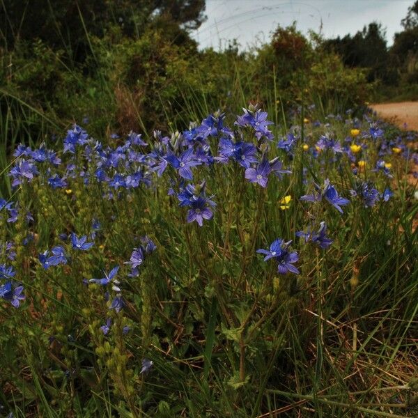 Veronica teucrium Habitus