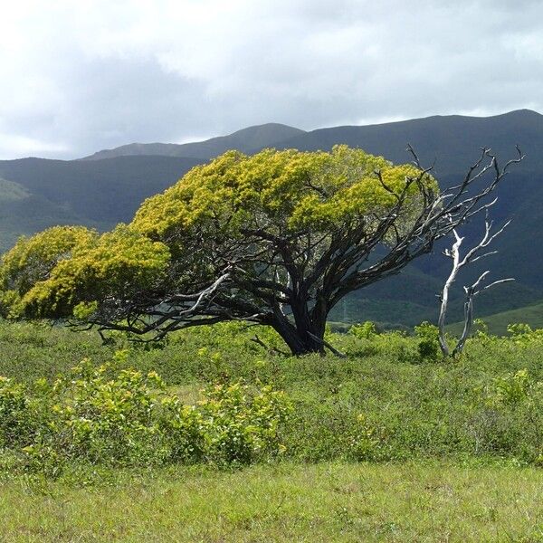 Acacia spirorbis Habit