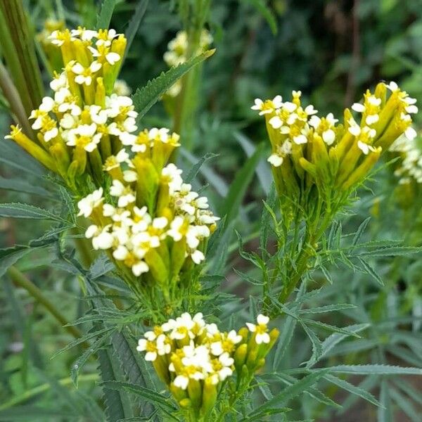 Tagetes minuta Flower