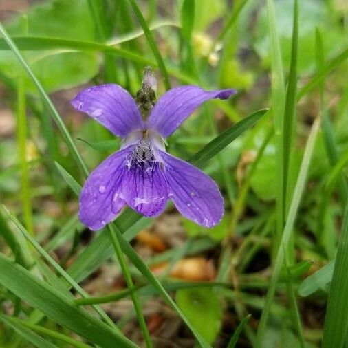 Viola adunca Flower