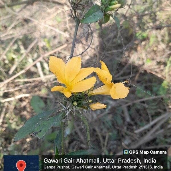 Barleria prionitis Flor