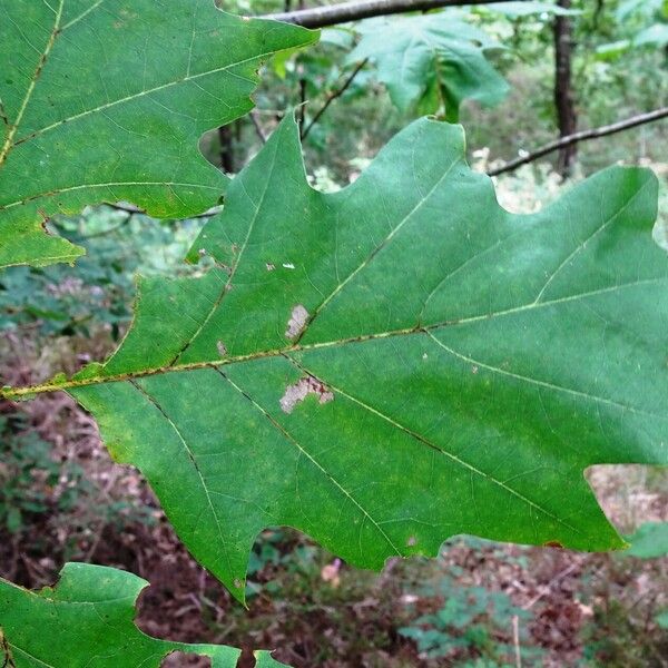 Quercus velutina Blad