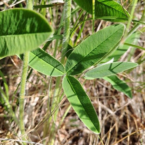 Trifolium montanum Habit