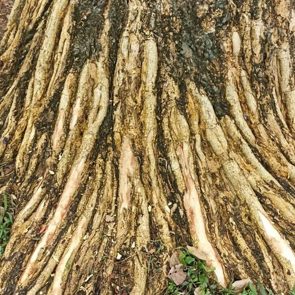 Erythrina fusca 樹皮