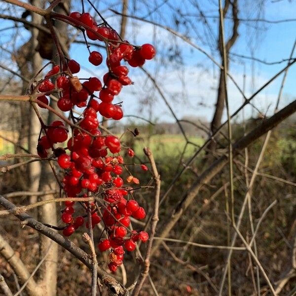 Viburnum dilatatum Fruit