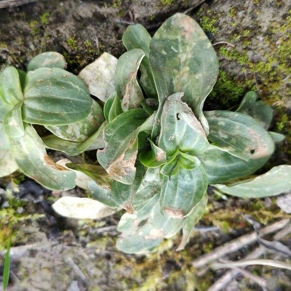 Plantago media Fulla