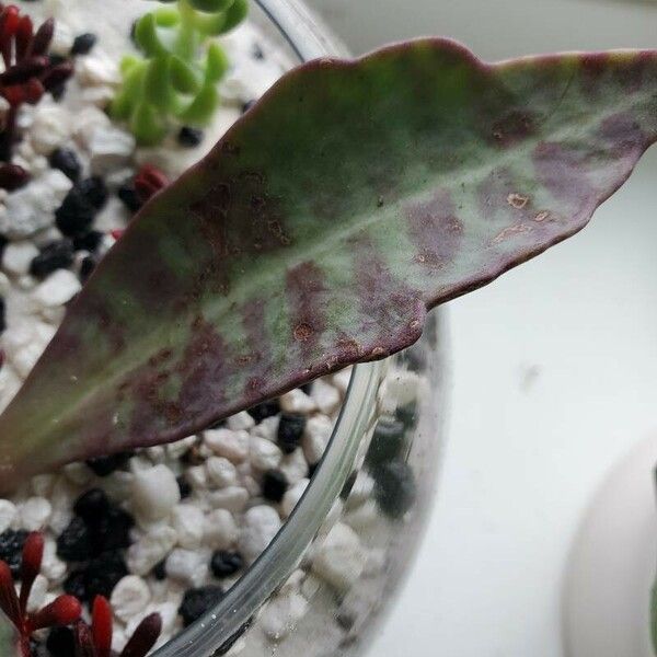 Kalanchoe humilis Лист