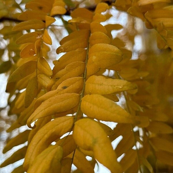 Gleditsia aquatica Leaf