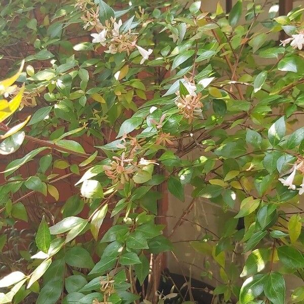 Abelia × grandiflora Fuelha