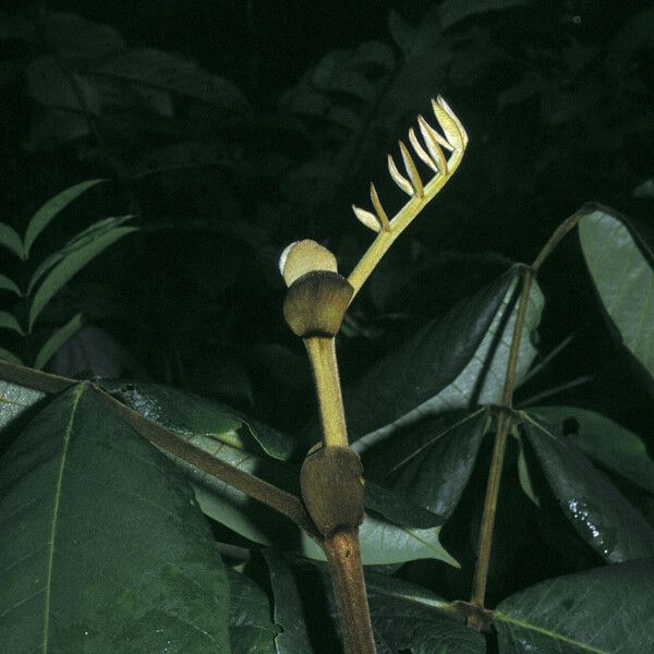 Swartzia panacoco Flower