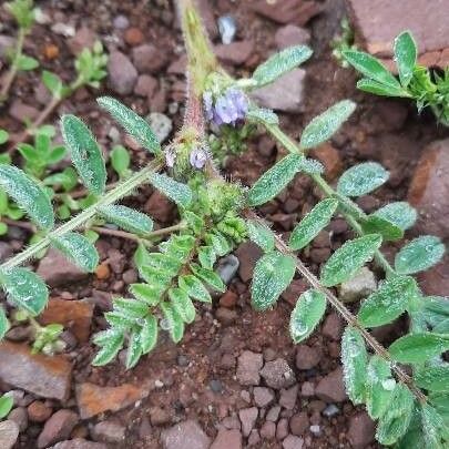 Astragalus sesameus Çiçek