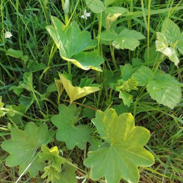 Alchemilla acutiloba Blatt