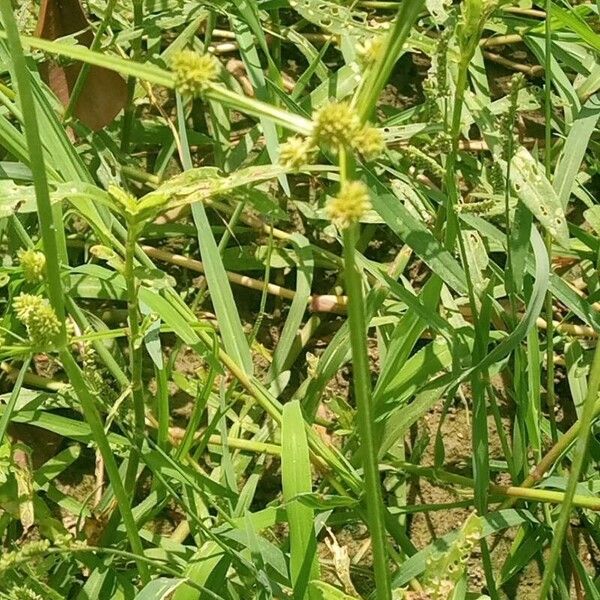 Cyperus difformis Çiçek