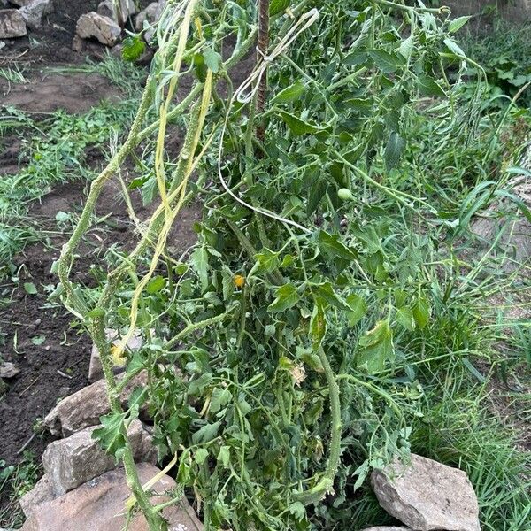 Solanum pimpinellifolium 葉