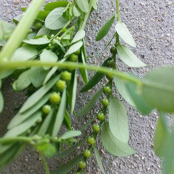 Phyllanthus amarus Frukt